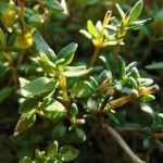 Der Echte Thymian (Thymus vulgaris) ist die häufigste Sorte des Thymian