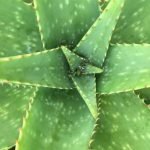 Die Aloe Vera erinnert an einen Kaktus
