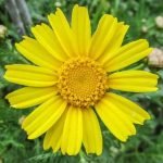 Die sonnengelbe Arnika ist selten geworden und steht unter Naturschutz.