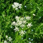 Früher wurde die Bibernelle zur Abwehr gegen die Pest genutzt.