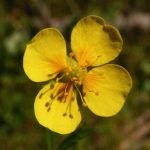 Der Name von Blutwurz leitet sich von der Farbe der Wurzel ab, wenn man diese anschneidet.