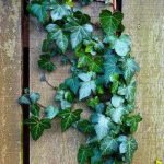 Viele Pflanzenteile des Efeu sind giftig!