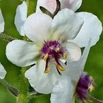 Früher wurden aus Eibisch Marshmallows hergestellt, deshalb ist das auch sein englischer Name.
