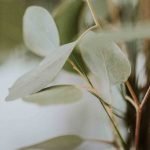Die häufigste Sorte von Eukalyptus ist der Eucalyptus globulus
