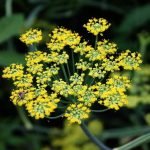 Die Dolden des Fenchel tragen gelbe Blüten