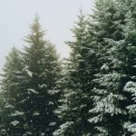 Die Fichte ist der Baum des Jahres 2017