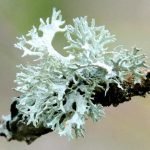 Die lateinische Bezeichnung für Isländisch Moos ist Cetraria islandica.