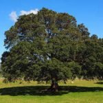 Der Kampferbaum kann bis zu 30m hoch werden.