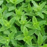 Die Pfefferminze ist die bekannteste Art der Minze