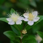 Schon in der Antike wurde Myrte als Gewürz genutzt