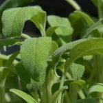 Salbei ist Vielen als Gewürz für Fleisch und Fisch bekannt