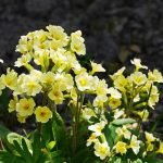 Die Schlüsselblume blüht sonnengelb als eine der ersten Blumen des Frühlings.