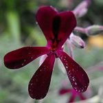 Umckaloabo, bzw. Kapland-Pelargonie, stammt aus Südafrika ist aber aufgrund ihrer schönen lila Blüten auch hierzulande eine beliebte Topfpflanze.