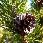 Latschenkiefer ist bekannt für seine Kiefernzapfen.