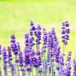 Die französische Provence ist bekannt für Lavendelfelder.