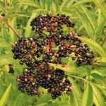 Attich wird auch Zwerg-Holunder genannt.