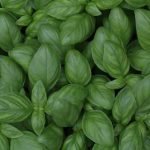 Die Basilikum-Blätter sind der meistgenutzte Pflanzenteil des Basilikum.