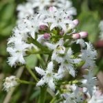 Fieberklee ist die bekannteste Bezeichnung für den Bitterklee.