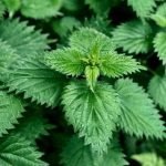 Die meisten kennen das unangenehme Nesselgift der Brennnessel bei Hautkontakt.