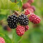 Die Früchte der Brombeere sind beliebt, aber auch die Blätter können gut als Tee verwendet werden.