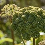 Engelwurz oder Angelikawurzel kann einfach mit anderen, teils giftigen Pflanzen verwechselt werden.